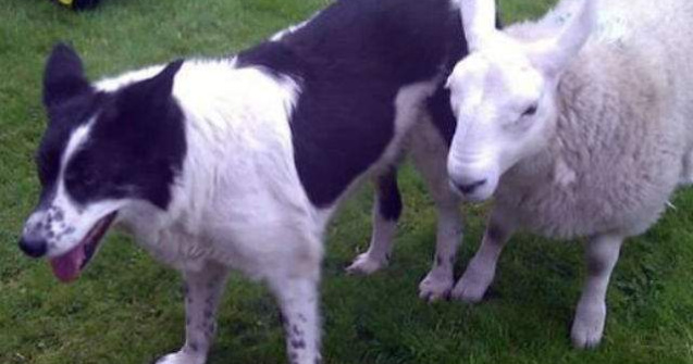  Video  Adorabil: Mielul care se crede caine