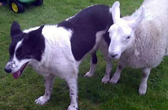 [VIDEO] Acest miel care se crede caine este cel mai dragut lucru pe care il vei vedea astazi