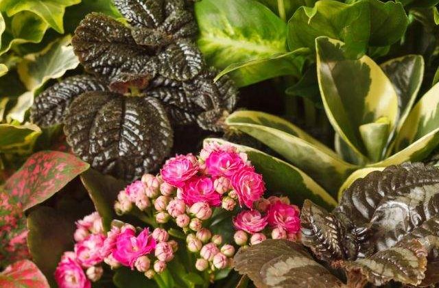 Iti fac viata mai USOARA! Opt plante care PURIFICA aerul din casa