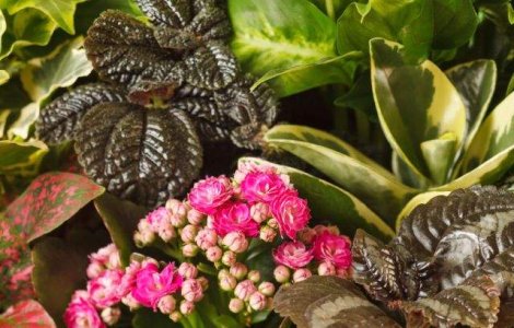  Top  Iti fac viata mai USOARA! Opt plante care PURIFICA aerul din casa