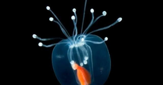  Top  Nu au NIMIC de ascuns! Cele mai IMPRESIONANTE vietuitoare transparente