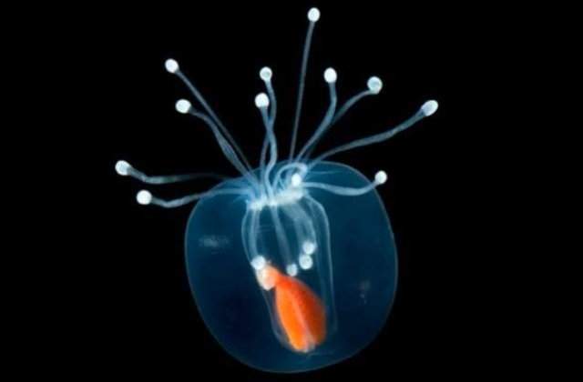 Nu au NIMIC de ascuns! Zece dintre cele mai IMPRESIONANTE vietuitoare transparente