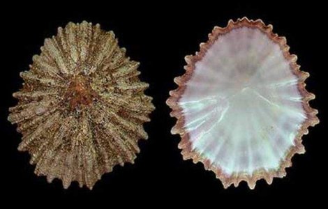 Dintele unui melc marin, cel mai rezistent material biologic