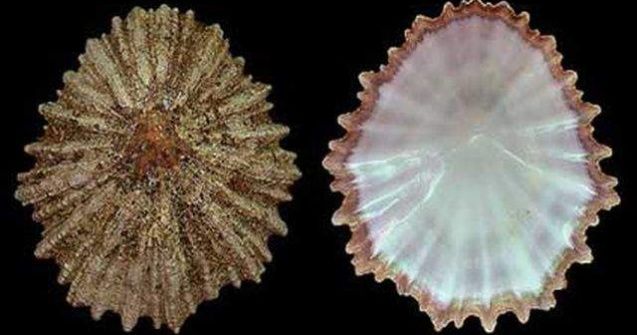 Dintele unui melc marin, cel mai rezistent material biologic