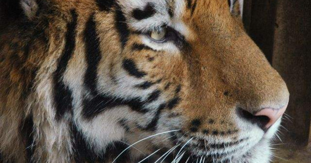 Galati: Un tigru a scapat de depresie cu ajutorul a doi soricei