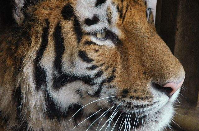 Galati: Un tigru siberian a scapat de depresie cu ajutorul a doi soricei