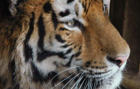 Galati: Un tigru siberian a scapat de depresie cu ajutorul a doi soricei