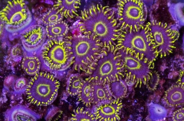 [VIDEO] Paradisul subacvatic: minunata lume din adancul oceanului, intr-un timelapse captivant