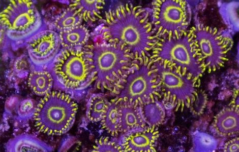  Video Paradisul subacvatic: minunata lume din adancul oceanului