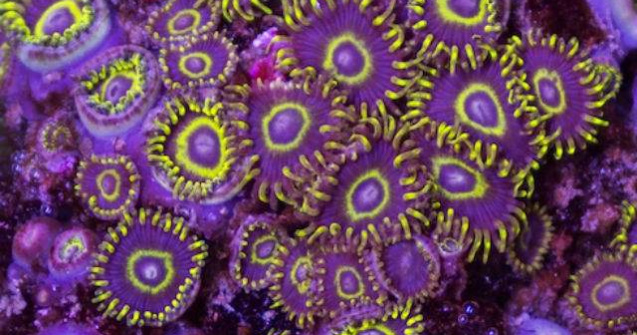  Video Paradisul subacvatic: minunata lume din adancul oceanului