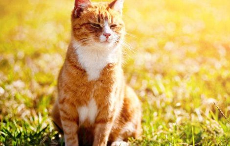  Video  Clipul care arata ca pisicile se alimenteaza cu energie solara