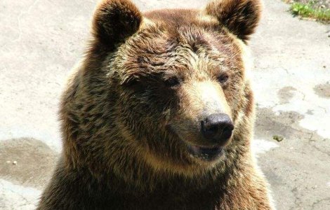 Doi ursi "alcoolici" din Rusia, adusi in Rezervatia de la Zarnesti