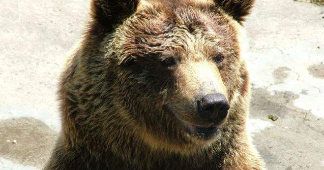 Doi ursi "alcoolici" din Rusia, adusi in Rezervatia de la Zarnesti