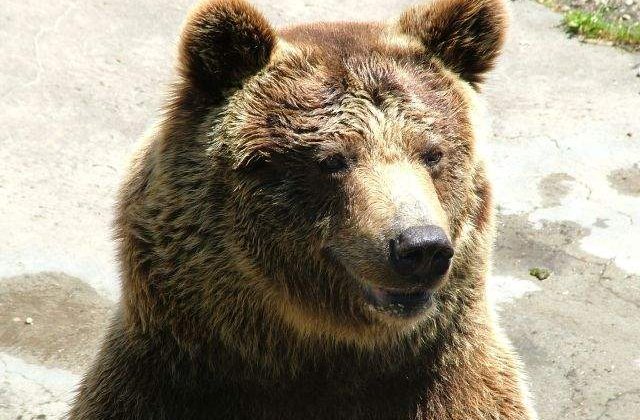 Doi ursi "alcoolici" din Rusia, adusi in Rezervatia de la Zarnesti