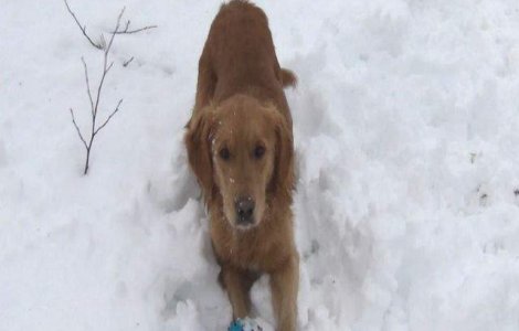  Video  Portia de ras: acest caine este derutat de chitaitul jucariei