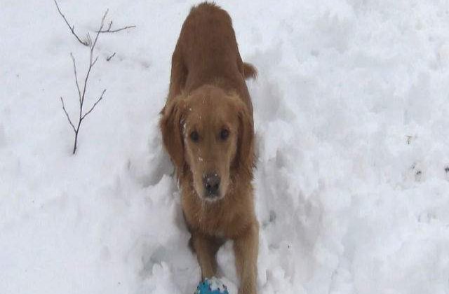 [VIDEO] Portia de ras: acest caine este derutat de chitaitul jucariei