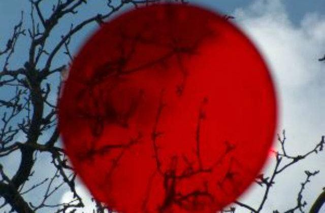 Japonia: Cainii-roboti AIBO au parte de funeralii private