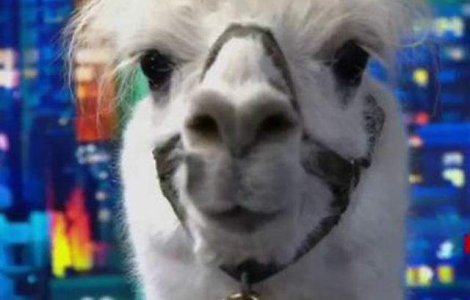 Un post de televiziune a luat un interviu unei... lame