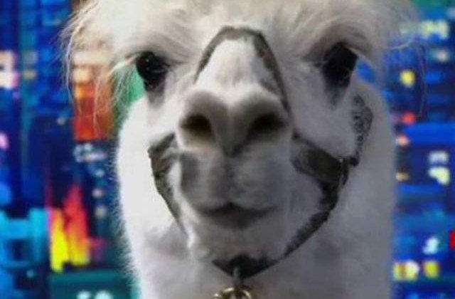 Un post de televiziune a luat un interviu unei... lame