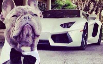 FOTO  Cainii bogati de pe...