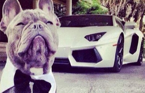  Foto  Cainii bogati de pe Instagram