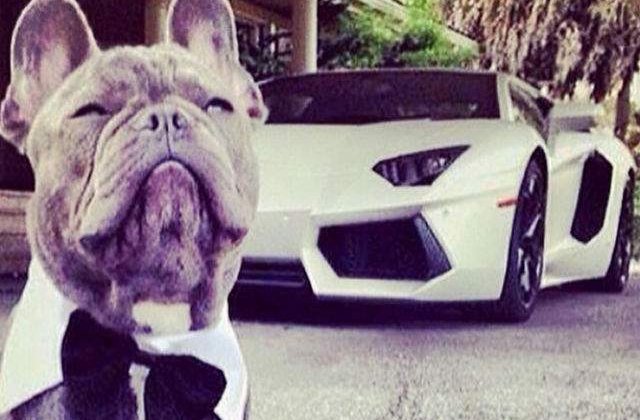 [FOTO] Cainii bogati de pe Instagram: viata fara griji a celor mai bogate patrupede