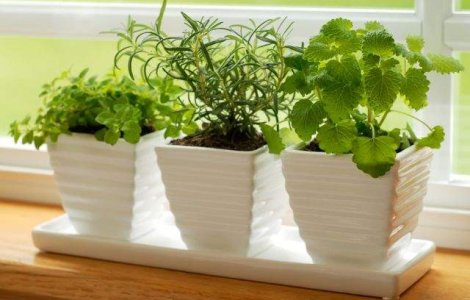  Top  NU AU VOIE sa lipseasca din casa ta! Sase plante aromatice si medicinale IDEALE pentru bucatarie