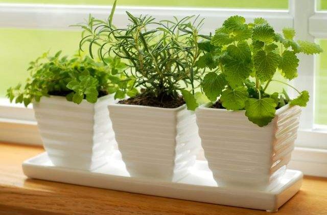 NU AU VOIE sa lipseasca din casa ta! Sase plante aromatice si medicinale IDEALE pentru bucatarie