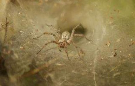  Top  Nu te mai speria de ei! De ce NU TREBUIE sa-ti fie frica de paianjeni