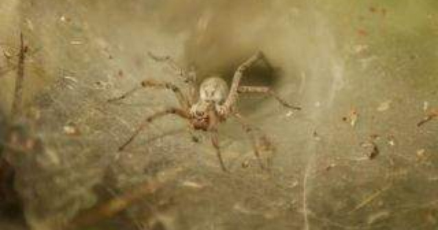  Top  Nu te mai speria de ei! De ce NU TREBUIE sa-ti fie frica de paianjeni