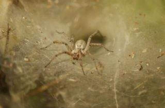 Nu te mai speria de ei! De ce NU TREBUIE sa-ti fie frica de paianjeni