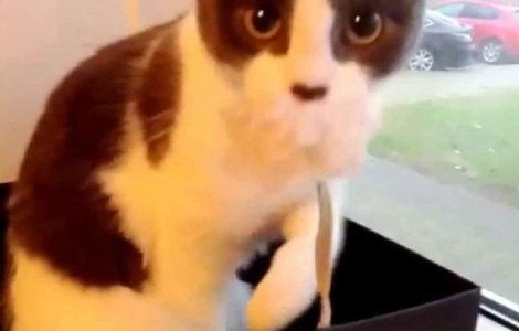  Video  O pisicuta se rusineaza cand isi da seama ca este privita