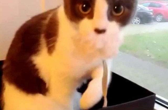 [Video] O pisicuta se rusineaza atunci cand isi da seama ca este privita