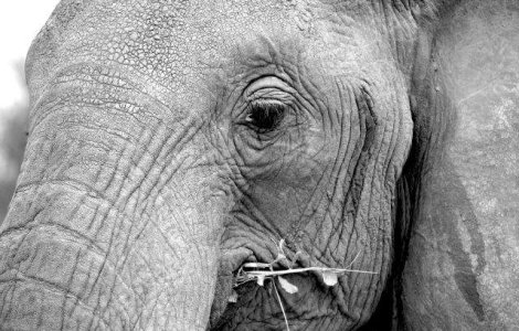 Un circ renumit din SUA renunta la spectacolele cu elefanti