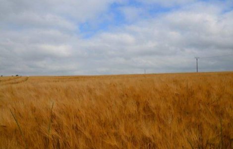 Productia de grau din UE va scadea in anul 2015