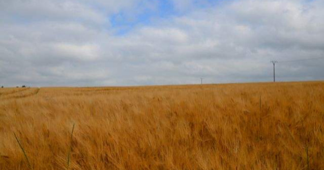 Productia de grau din UE va scadea in anul 2015