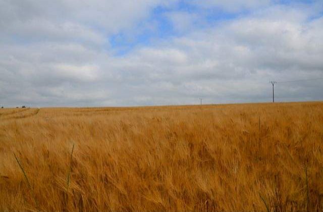 Productia de grau din UE va scadea in anul 2015