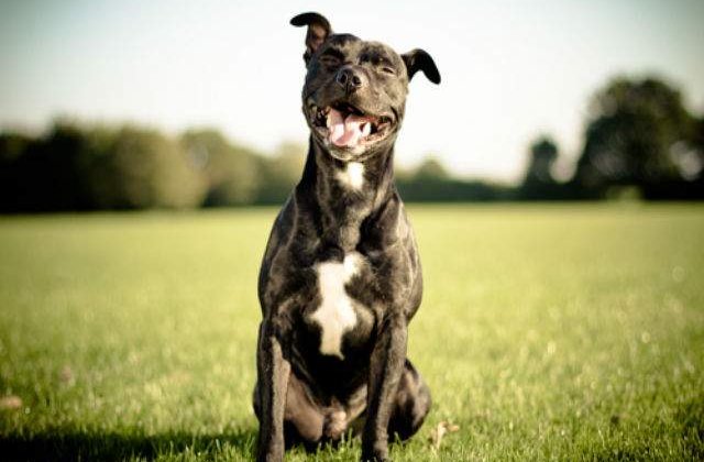 [VIDEO] Cum reactioneaza acest caine cand isi revede stapanul dupa doi ani