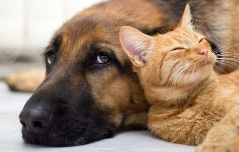 Reactia neasteptata a unei pisici cand il revede pe cainele familiei