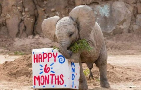 Cel mai fericit pui de elefant. Uite cum se bucura de cadoul primit