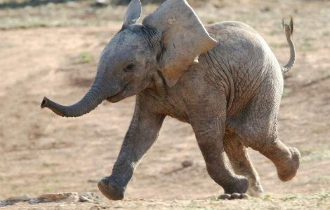  Video  Portia de ras: cum se chinuie un pui de elefant sa faca baie