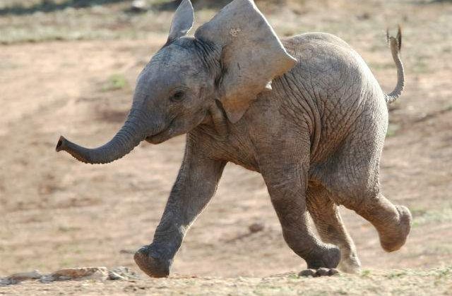 [VIDEO] Portia de ras: cum se chinuie un pui de elefant sa faca baie