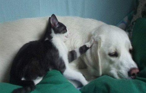  Top  Iti ucid cel mai bun prieten! Alimentele FATALE pentru animale