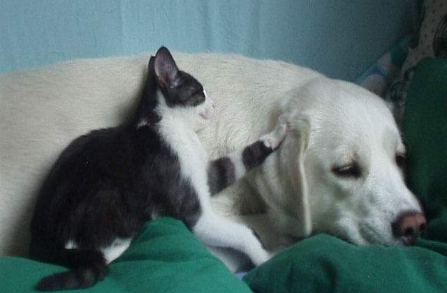 Iti ucid cel mai bun prieten! Alimentele FATALE pentru animalele de companie