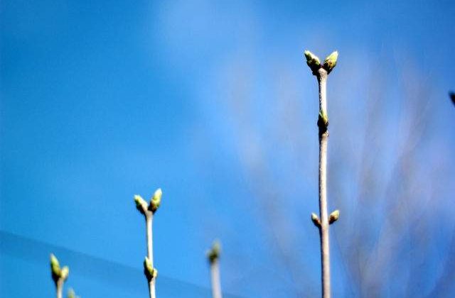 Prognoza meteo: Vreme anormal de CALDA la sfarsitul saptamanii