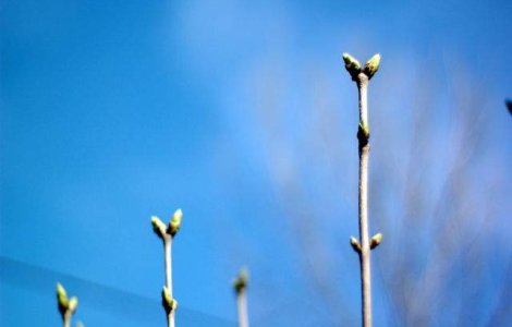 Prognoza meteo: Vreme anormal de CALDA la sfarsitul saptamanii