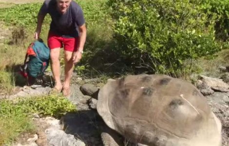  Video  Ce se intampla cand intrerupi o testoasa care se imperecheaza