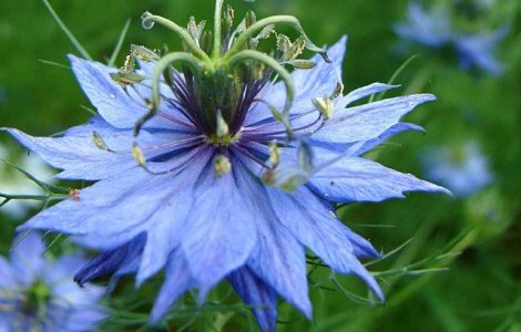  Top  Remediul pentru ORICE! Proprietatile uimitoare ale chimenului negru