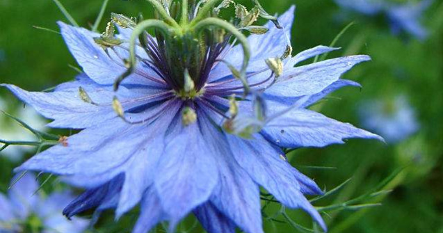  Top  Remediul pentru ORICE! Proprietatile uimitoare ale chimenului negru