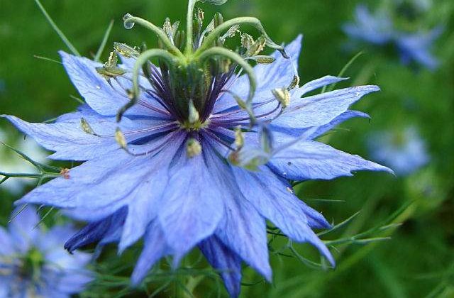 Remediul pentru ORICE, in afara de moarte! Proprietatile uimitoare ale chimenului negru